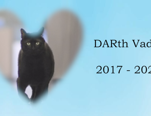 DARth Vader, 2017 – 2025